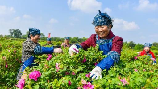 不花錢、不打藥、綠色環保無公害，10個方法巧治植物病蟲害