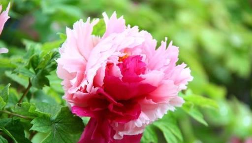 牡丹花「國色天香」，10月養一盆，來年開滿富貴花，成為富貴人家