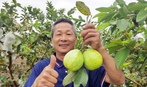 不花錢、不打藥、綠色環保無公害，10個方法巧治植物病蟲害