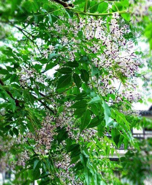 家有兩棵樹，不富也有福，其中有一棵竟然能夠「守家鎮宅」