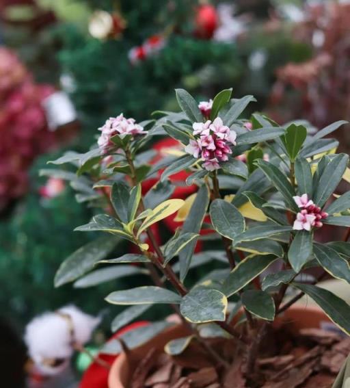 臥室必備！養花大神推薦3種花，花香助眠、除蟎效果棒