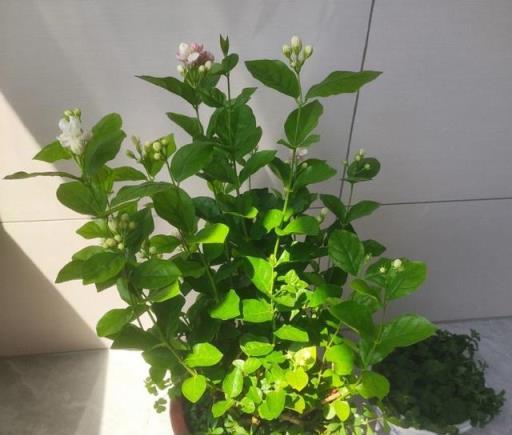 養茉莉花有「3個」重點，又肥又壯，開花開滿了，香氣飄飄