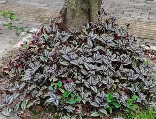 花園植物100種，圖文並茂，一起來認識這些漂亮的花卉吧！