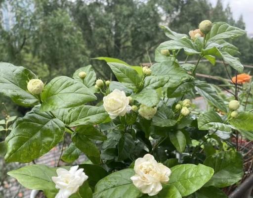 養茉莉花有「3個」重點，又肥又壯，開花開滿了，香氣飄飄