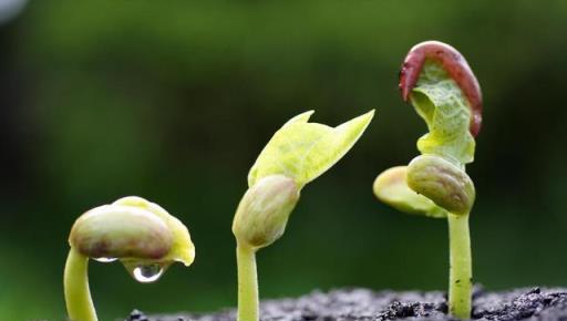 植物種子發芽時間揭祕-imomo植物識別