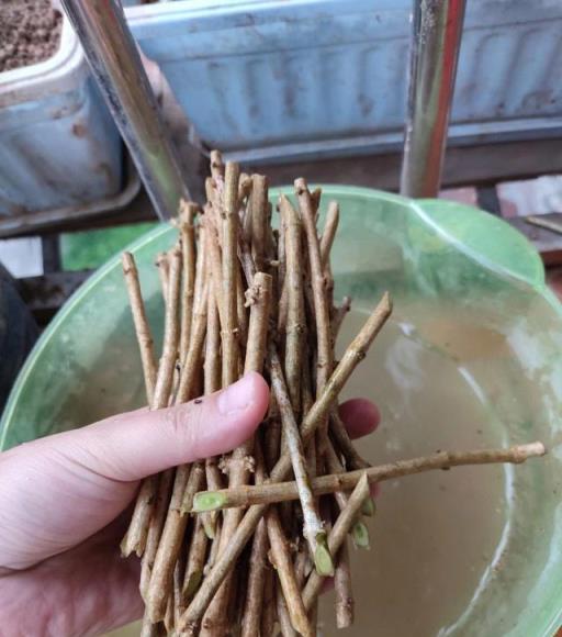 養茉莉花有「3個」重點，又肥又壯，開花開滿了，香氣飄飄