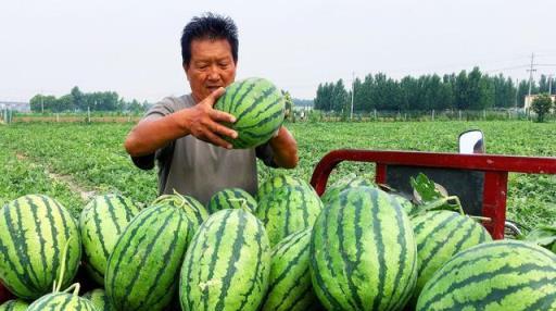 不花錢、不打藥、綠色環保無公害，10個方法巧治植物病蟲害