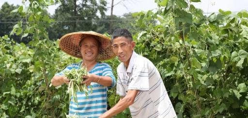 不花錢、不打藥、綠色環保無公害，10個方法巧治植物病蟲害