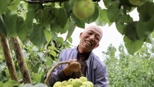 不花錢、不打藥、綠色環保無公害，10個方法巧治植物病蟲害