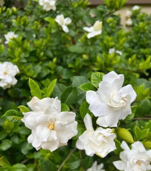 臥室必備！養花大神推薦3種花，花香助眠、除蟎效果棒