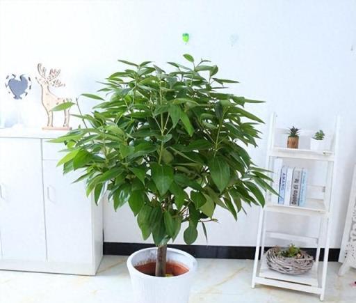 7種花「能招財」，家家都該養一盆，鎮家宅，保家財！