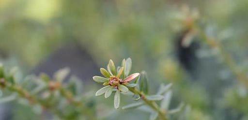 花草別亂送人，尤其這3種，你家裡有要自留，「鎮宅」又「旺財」