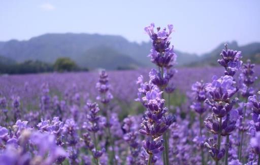 聰明人搶著養的「5種花」，怪不得「全家身體健康」心情舒暢！