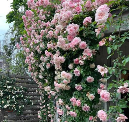 養月季花，「3個」重點學會了，又肥又壯，開花開滿了，香氣飄飄