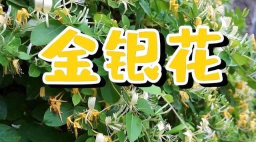 別猶豫了！這5種花是「黴運花」，不適合家養，趁早扔了好