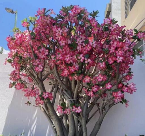 3種「富貴花」，命硬花漂亮，哪怕胡折騰，都很難養死它！