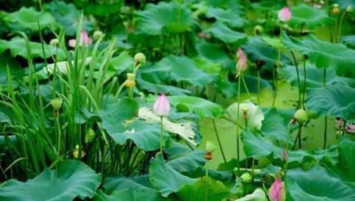 不同蔬菜對溫、光、水、土、氣的需求清單，蔬菜高產就靠它了