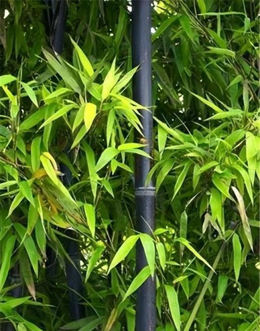 適合新手種植的6種竹子，每一種都大氣好養，擺在家裡有格調