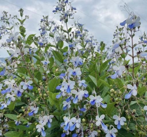 9種花「晒不死」，太陽越大花越爆，奼紫嫣紅賊漂亮！