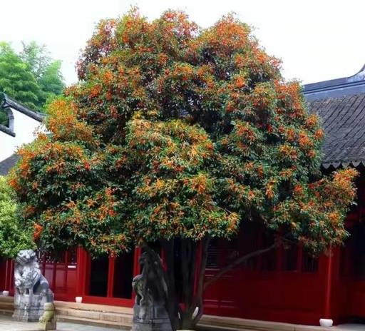 「人養花，花養人」，5種「養人花」養在家裡，美麗芬芳，好處多