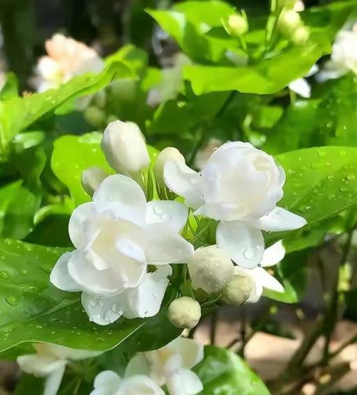 「人養花，花養人」，5種「養人花」養在家裡，美麗芬芳，好處多