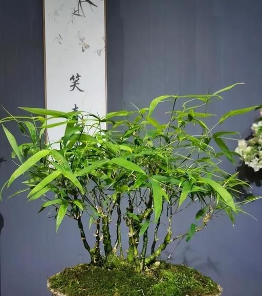 適合新手種植的6種竹子，每一種都大氣好養，擺在家裡有格調