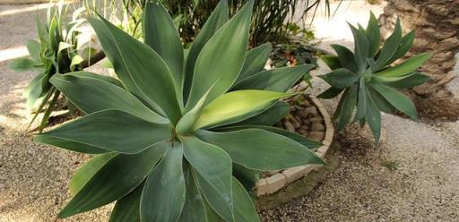 8種「鎮宅花」，客廳一放，霸氣鎮宅，養百年「金不換」