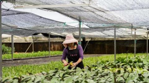 蘭花如何開出「致富花」，五指山這個種花人不簡單！