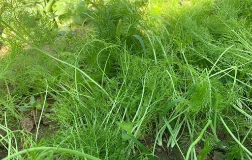 冬天這菜使勁吃，用它蒸包子，比韭菜香，比白菜鮮，不懂吃真可惜