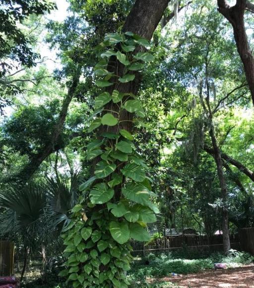 銀葉葛盆栽植物兩種尺寸的養護說明，室內觀葉植物色彩繽紛的葉子