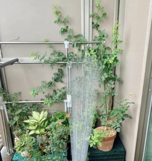 立冬後養花，最怕4種「奪命水」，澆一盆枯一盆！