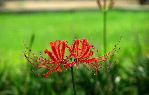 「陽臺有4花，家窮難致富」，陽臺上不要養這4種花，對家裡沒好處