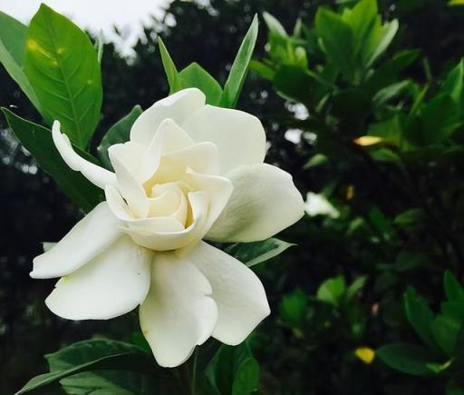 3種「富貴花」，命硬花漂亮，哪怕胡折騰，都很難養死它！