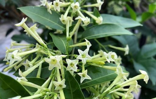 「陽臺有4花，家窮難致富」，陽臺上不要養這4種花，對家裡沒好處