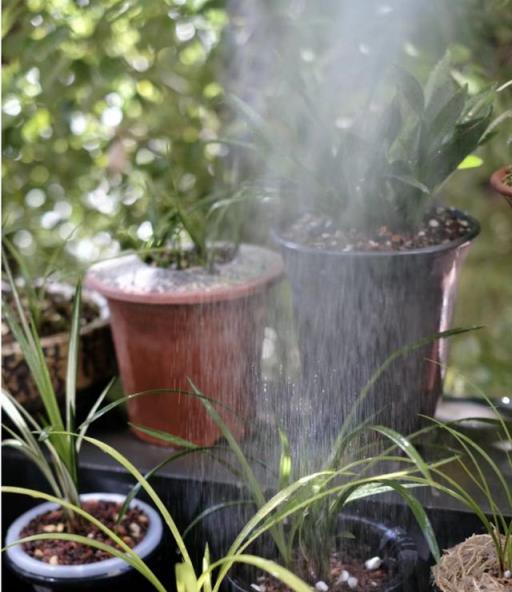 立冬後養花，最怕4種「奪命水」，澆一盆枯一盆！