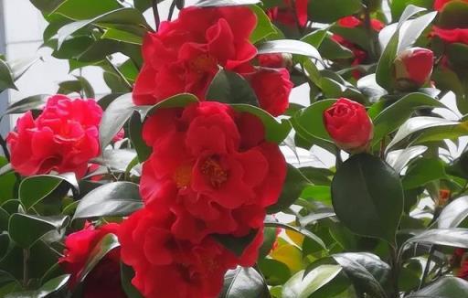 秋天在陽臺種上6種花,整個冬天有花賞,奼紫嫣紅美極了