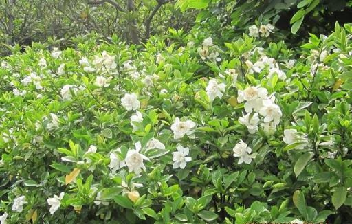 3種「富貴花」，命硬花漂亮，哪怕胡折騰，都很難養死它！