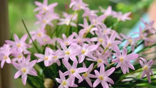 養花的「舊土」不要扔，簡單處理一下，變成大肥土，養花棒棒的