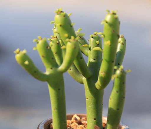 「毒花」進家門，花旺人不旺，家裡有這五種花的，儘早搬出去養