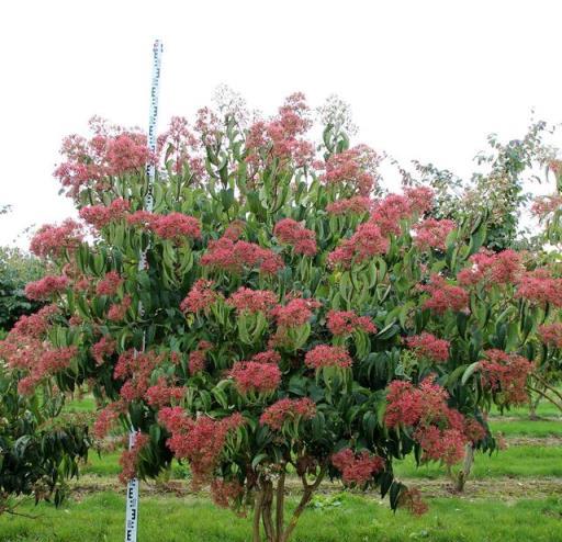 八種罕見美麗庭園樹木，稀有品種選購與種植指南