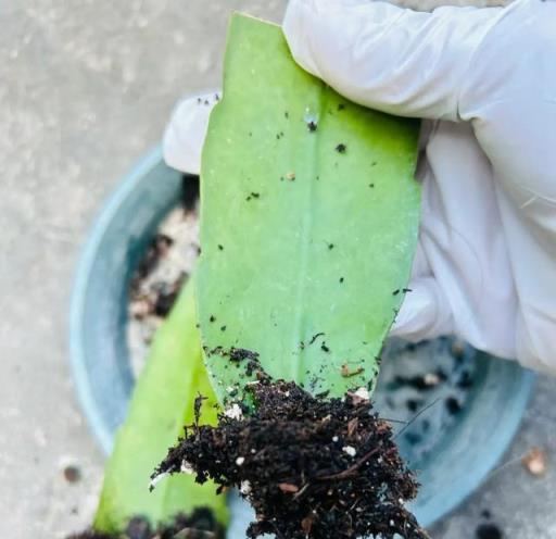 100種花不用買，剪根枝子插土裡就能活，養花不用再花冤枉錢