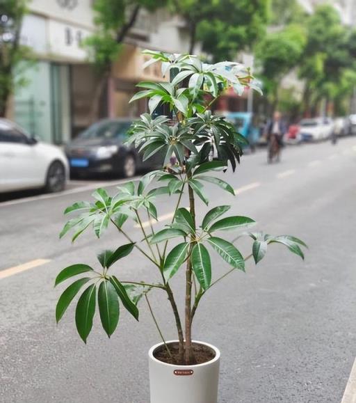 客廳種上5種樹，寓意吉祥越養越漂亮，皮實耐養值得擁有