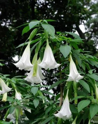 再喜歡也不能養家裡的6種花，汁液有毒對身體不好，你家養了幾種