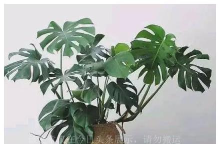 6種盆栽很強大，是淨化空氣的「小能手」，在封閉陽臺一樣養到爆