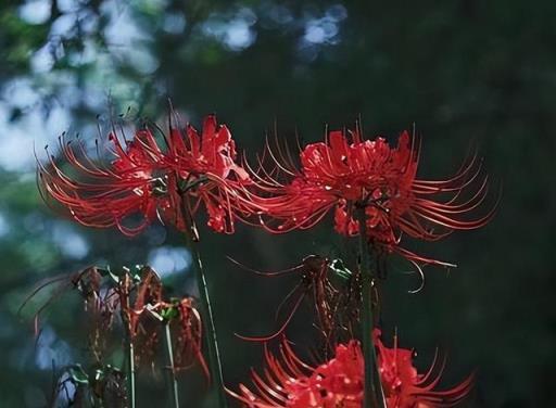 家裡不能亂養花，這5種花稱為「散財花」，勤快也難致富，難理解