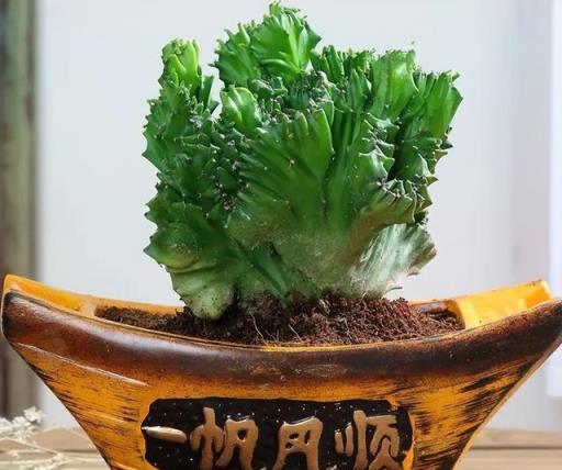 能鎮宅的6種植物，家裡一放，安全感爆棚，招財旺運值得養！