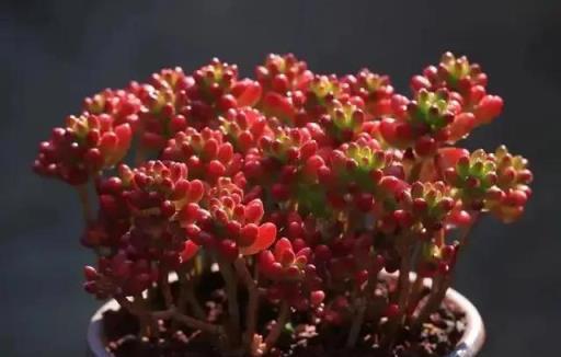 給點陽光就燦爛！最適合冬天養的植物