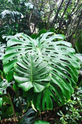 老中醫喜歡的五種花，家裡養一盆，越養身體越健康，你家養了嗎？