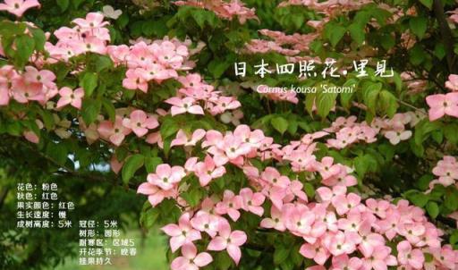 八種罕見美麗庭園樹木，稀有品種選購與種植指南