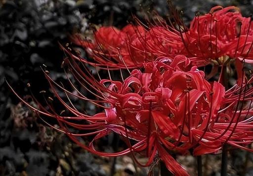 家裡不能亂養花，這5種花稱為「散財花」，勤快也難致富，難理解